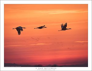 Three Cranes in Sillouette