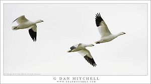 Three Ross's Geese In Flight