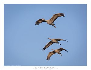 Three Cranes, Winter Sky