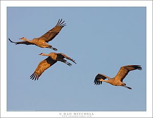 Three Cranes, Blue Sky