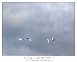 TrumpeterSwansFourCloudsSkagit20121203