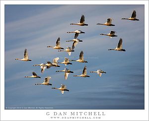 Flock of Tundra Swans