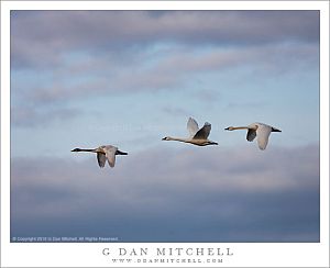 Tundra Swans