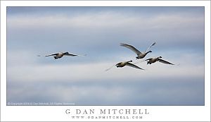 Tundra Swans, Winter Sky