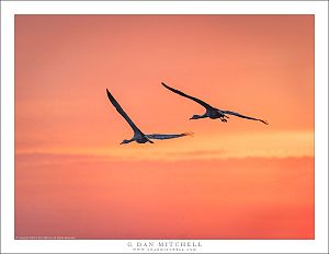 Two Cranes, Sunrise Sky