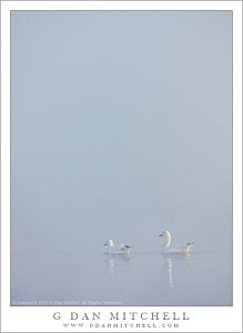 Two Geese, Reflection, Fog