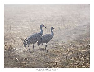 Two Cranes, Fog