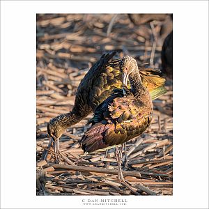Two Ibises