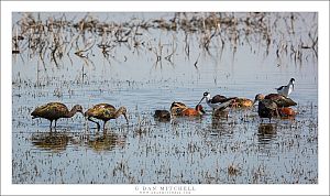 Wetland Menagerie