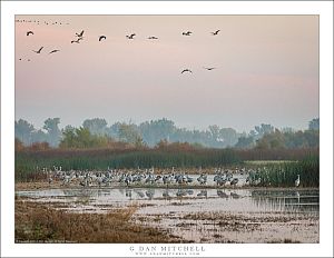 Wetlands Cranes, Dawn