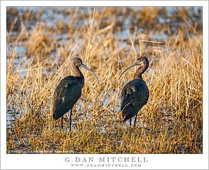 Two White Faced Ibises