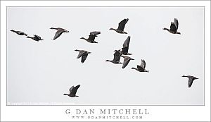 White-Fronted Geese