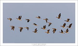 White-Fronted Geese in Flight