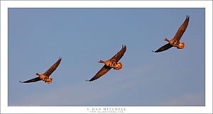 White-Fronted Geese