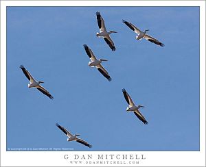 White Pelicans