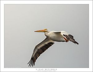 White Pelican In Flight