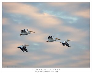 White Pelicans, Clouds