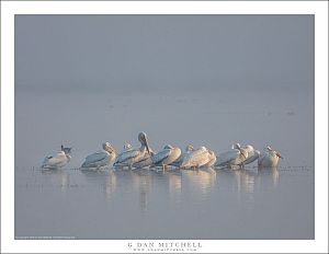 White Pelicans, Fog