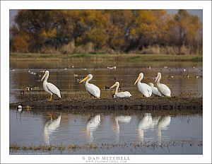 White Pelicans, Island