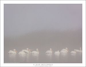 White Pelicans, Tule Fog