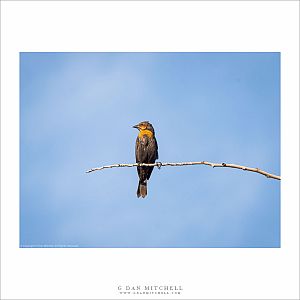 Yellow-Headed Blackbird