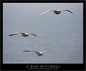 gullFormation20080301