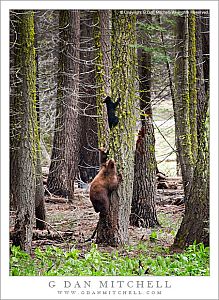 BearFamilyTreeClimbingLessonYose20090607