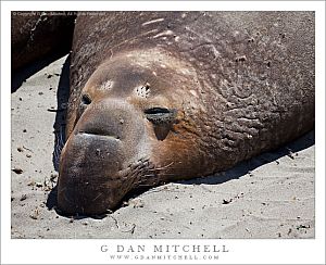 ElephantSealHeadSand20090702