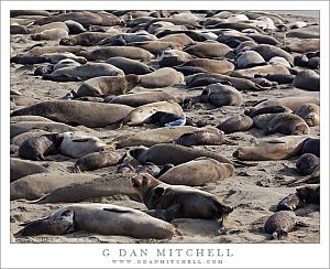 ElephantSealNurseryPiedrasBlancas20140131