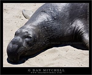 ElephantSealSnout20080721