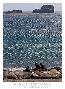 ElephantSealsBeachEdgePiedras20140724