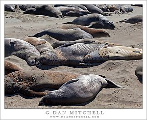 ElephantSealsSleepingBeach20140724