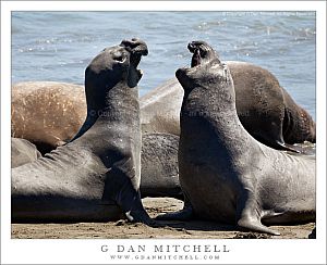 ElephantSealsSparring20090702