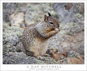 GroundSquirrelStandingEating20110721