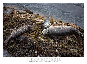 HarborSealFamilyPtLobos20090426