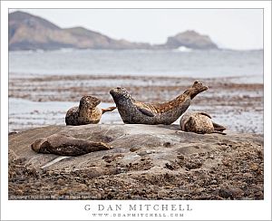 HarborSealsHaulOutInteractPointLobos20120716