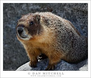 MarmotOlmsted 2 20100605