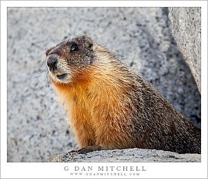 MarmotOlmsted 3 20100605