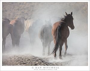 Wild Horses