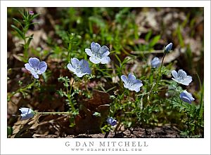 BabyBlueEyesFlowers20090419