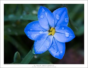 Blue and Yellow Flower
