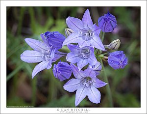 Blue Dicks Flowers