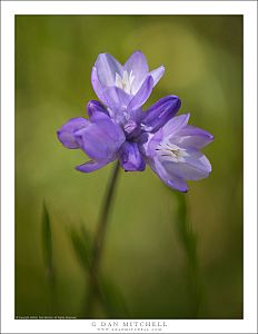 Blue Dicks Flower