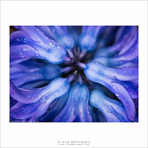 Blue Hyacinth