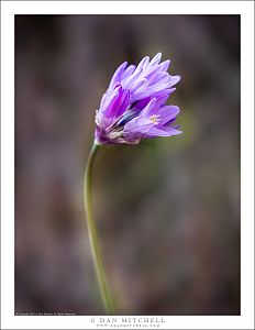 Bluedicks Flower