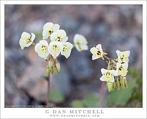 BrownEyedEveningPrimroseBlossomsDEVA20100327