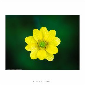 California Buttercup