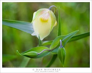 White Globe Lily Flower And Buds