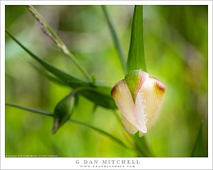 White Globe Lily, Spring Green