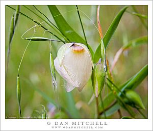 White Globe Lily And Grasses